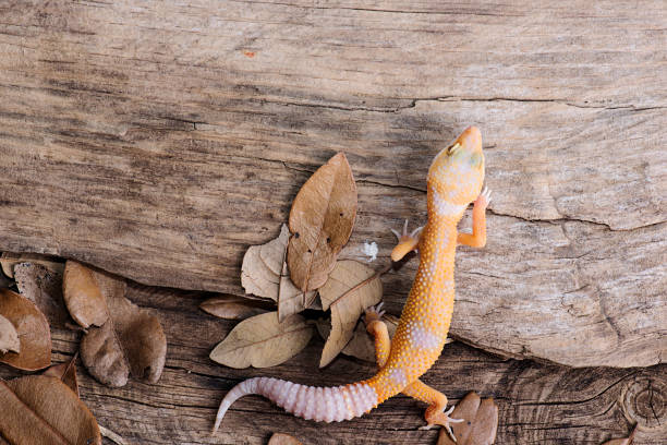 istock Leopard Gecko on natural wood background 812738216
