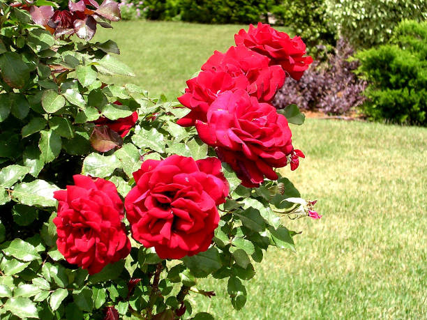 istock Or Yehuda red rosebush 2005 812738222