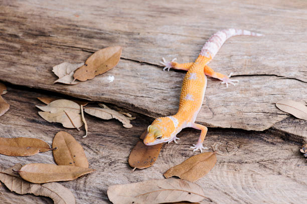 istock Leopard Gecko on natural wood background 812738224