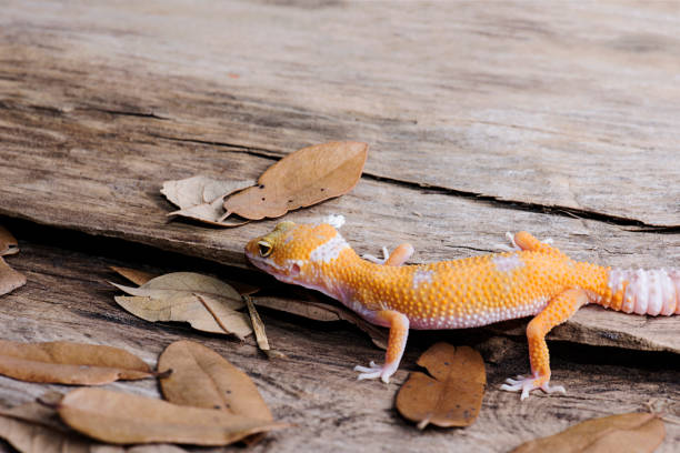 istock Leopard Gecko on natural wood background 812738232