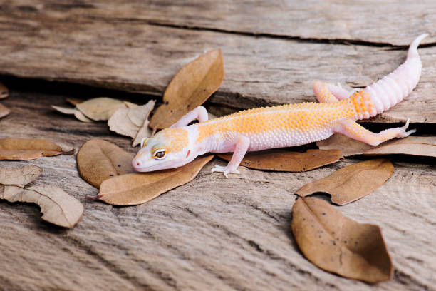 istock Leopard Gecko on natural wood background 812738234