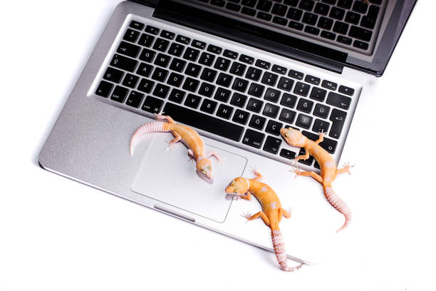 istock Leopard Gecko on Laptop isolated white background 812738416
