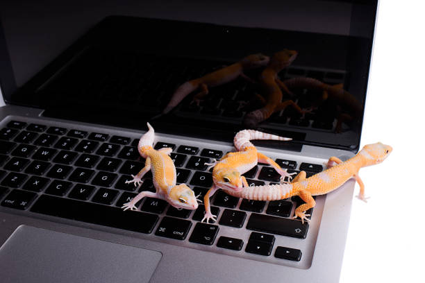 istock Leopard Gecko on Laptop isolated white background 812738422