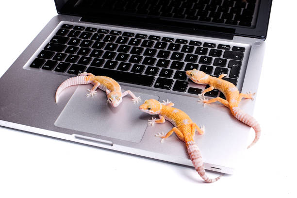 istock Leopard Gecko on Laptop isolated white background 812738426