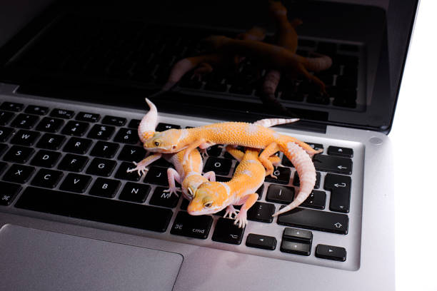 istock Leopard Gecko on Laptop isolated white background 812738432