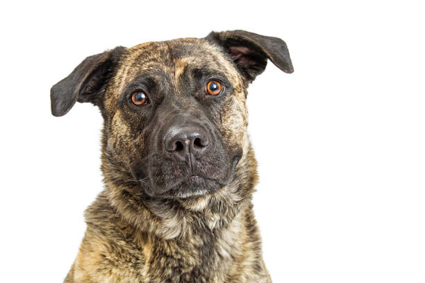 istock Close-up Big Mastiff Mixed Breed 812738690