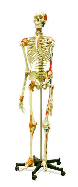 istock Human skeleton, bones and ligaments, isolated on white backround 812750502