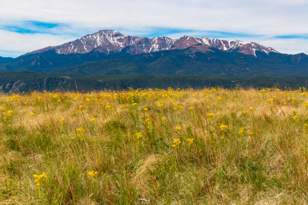 Wildflowers and Pikes Peak