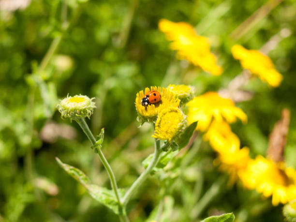 coccinella a 7 punti (coccinella 7-forctata) su yellow flower outsider - punctata foto e immagini stock