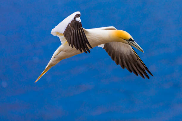 Huge colonies of northern gannets breeding at the edge of cliffs on Bonaventure Island, PercÃ©, GaspÃ©sie peninsula, Quebec, Canada