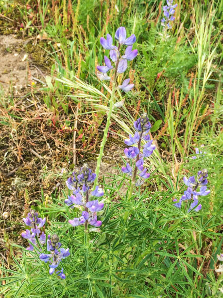 istock Blue lupin or altramuz 812757204