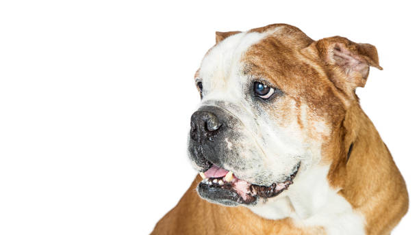 istock Cute Bulldog Breed Dog Looking Side 812760036