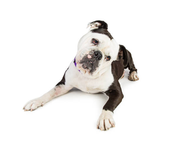 istock Cute Bulldog Breed Dog Lying Down Tilting Head 812760048