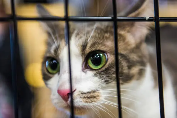 Closeup of one calico tabby cat in cage with green eyes waiting for adoption