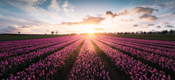 campo de tulipa  - lea - fotografias e filmes do acervo