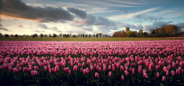 Tulip Field A tulip field in north Norfolk kings lynn stock pictures, royalty-free photos & images