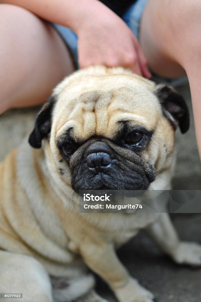 A little Pug dog A adorable little Pug dog is sitting on the road. Agricultural Field Stock Photo