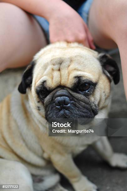 A Little Pug Dog Stock Photo - Download Image Now - Agricultural Field, Animal, Animal Body Part