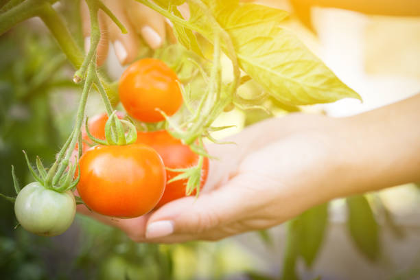 istock Collecting red tomato from plant inside hothouse 812773722