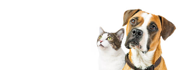 istock Dog and Cat Together on White Horizontal Banner 812773816