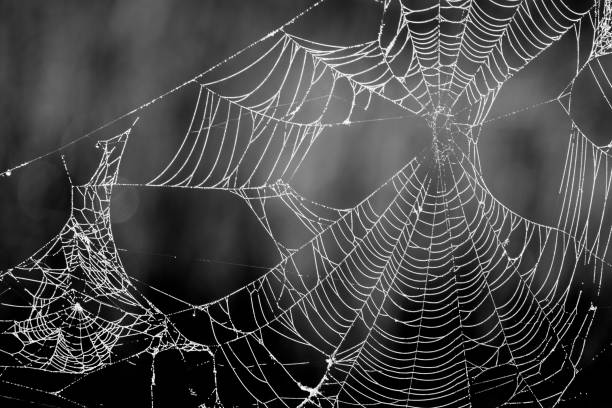 istock Old spider web early on a wet morning 812773830