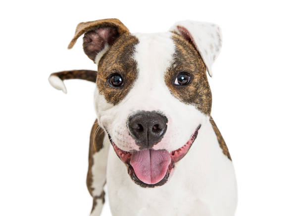 istock Friendly Pit Bull Dog Closeup Over White 812774028