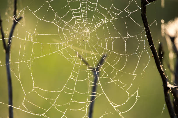 istock Old spider web early on a wet morning 812776642