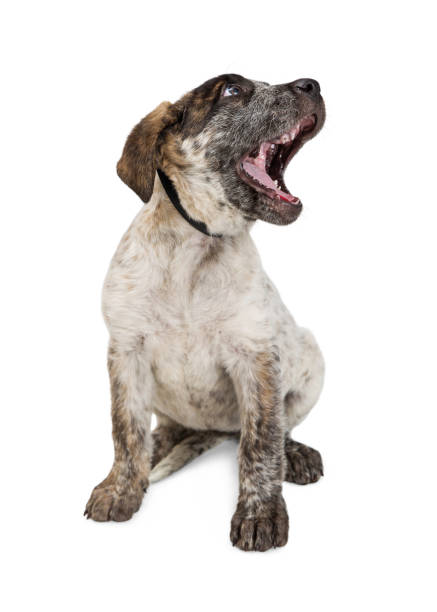 istock Funny Cattle Dog Puppy Yawning 812776890