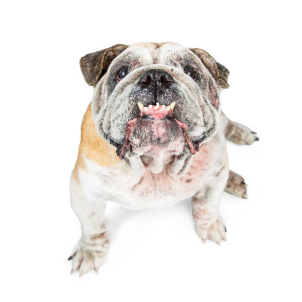 istock Funny English Bulldog Looking Up Teeth Out 812776940