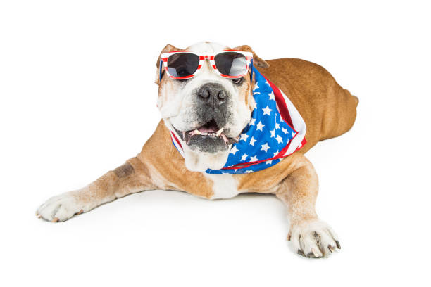 7 月 4 日の面白いブルドッグ - dog patriotism flag politics ストックフォトと画像