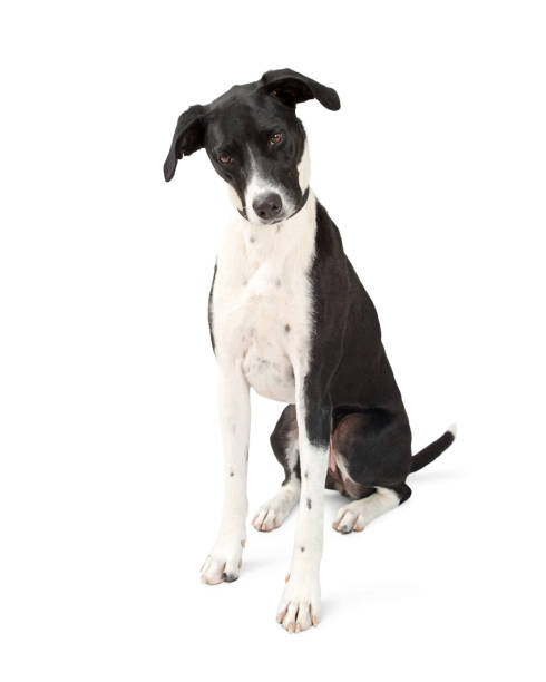istock Great Dane Dog Looking Down to White Floor 812777062