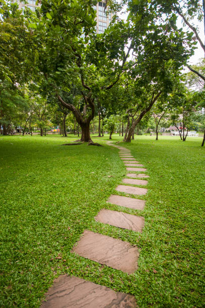istock Walk way in the garden in vertical view. 812779496