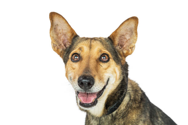 istock Happy Dog Smiling Isolated Closeup 812779754