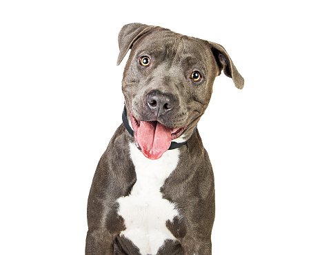 Friendly grey color Pit Bull breed dog closeup over white. Looking into camera with happy smiling expression.