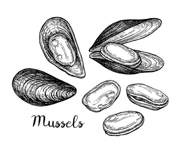 Mussels ink sketch. Mussels ink sketch. Isolated on white background. Hand drawn vector illustration. Retro style. mussel stock illustrations