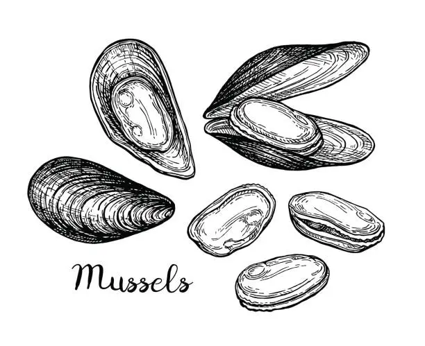 Vector illustration of Mussels ink sketch.