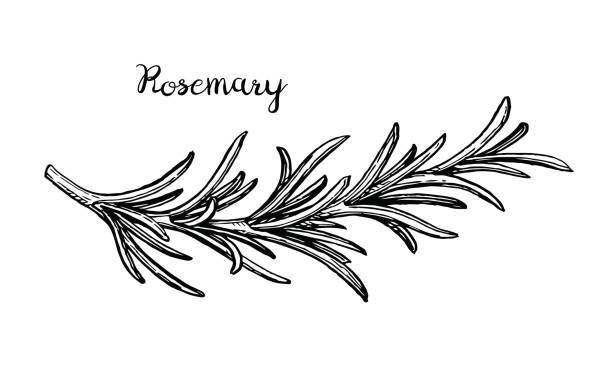 Rosemary branch sketch. Rosemary branch. Isolated on white background. Hand drawn vector illustration. Retro style. rosemary stock illustrations