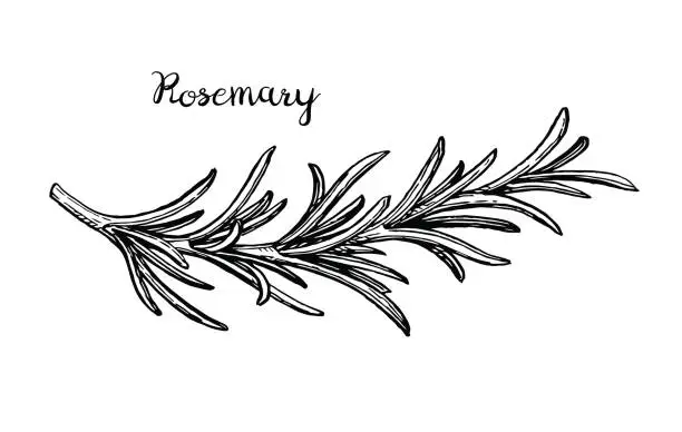 Vector illustration of Rosemary branch sketch.