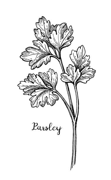 illustrazioni stock, clip art, cartoni animati e icone di tendenza di schizzo dell'inchiostro del prezzemolo. - parsley spice herb garnish