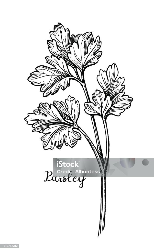 Parsley ink sketch. Parsley ink sketch. Isolated on white background. Hand drawn vector illustration. Retro style. Parsley stock vector