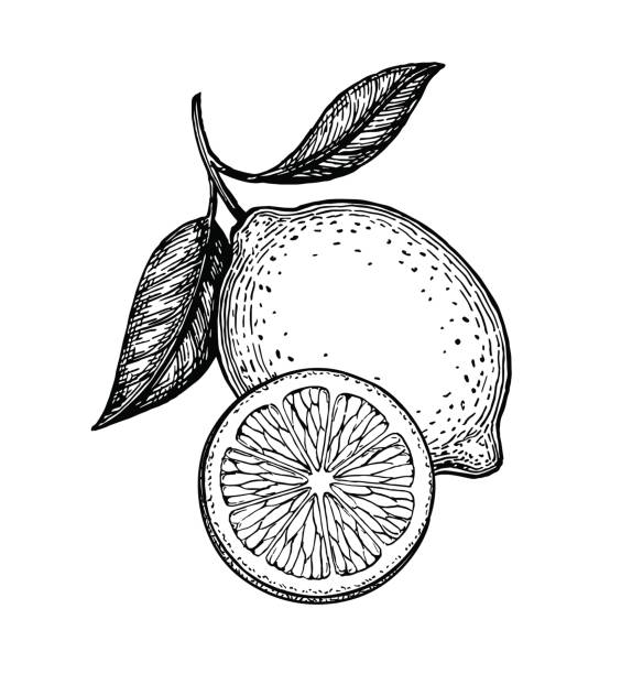 ilustraciones, imágenes clip art, dibujos animados e iconos de stock de ilustración de vector de limón - grabado objeto fabricado