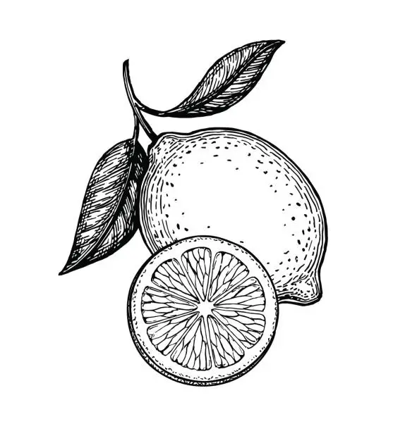 Vector illustration of Vector illustration of lemon