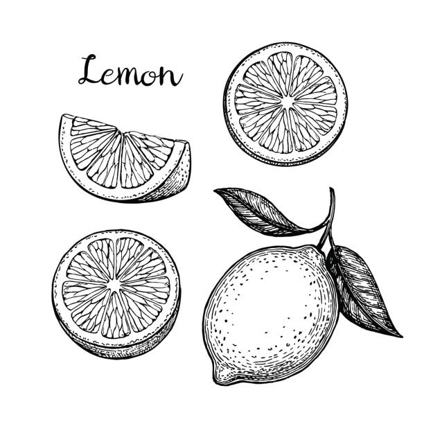 illustrazioni stock, clip art, cartoni animati e icone di tendenza di set di limone disegnato a mano - gourmet fruit orange isolated on white