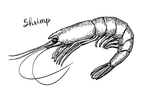 Shrimp ink sketch.