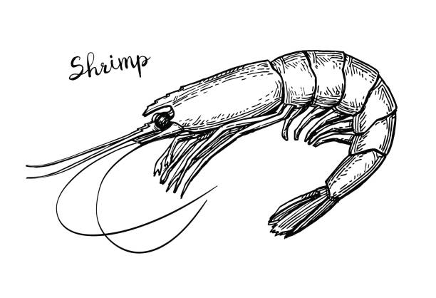 Shrimp ink sketch. Shrimp ink sketch. Isolated on white background. Hand drawn vector illustration. Retro style. fish drawings stock illustrations