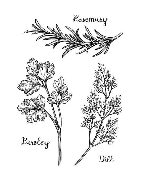 ilustrações, clipart, desenhos animados e ícones de ervas esboçar o conjunto. - parsley herb leaf herbal medicine