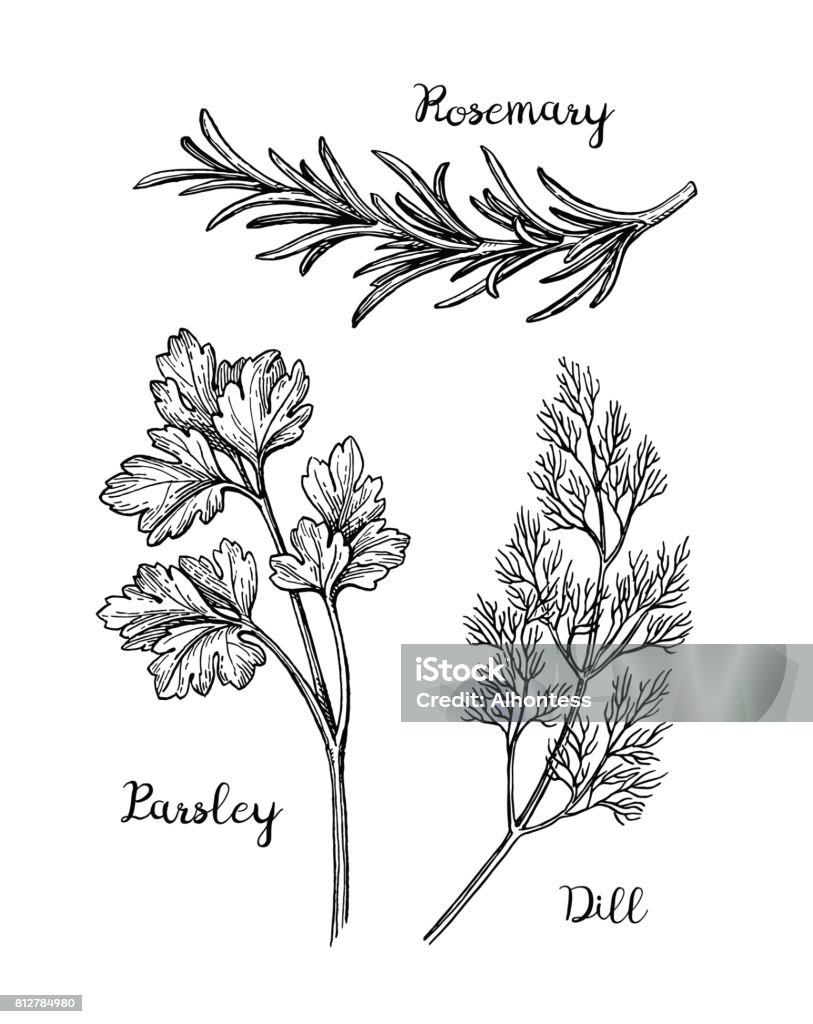 Herbs sketch set. Herbs set. Parsley stock vector