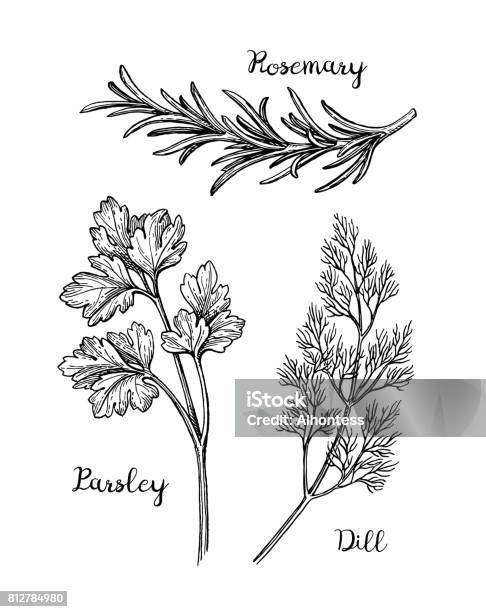 Herbs Sketch Set Stock Illustration - Download Image Now - Parsley, Engraving, Dill