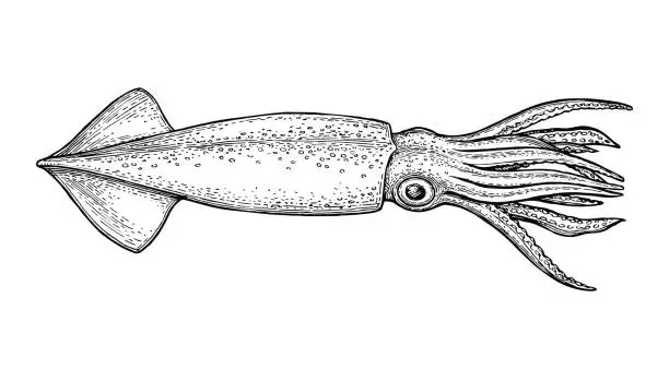 Vector illustration of Squid ink sketch.