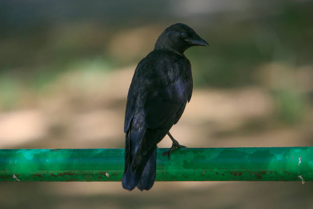 istock Black bird in the park 812785164